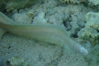 Gymnothorax griseus - Graue Muräne